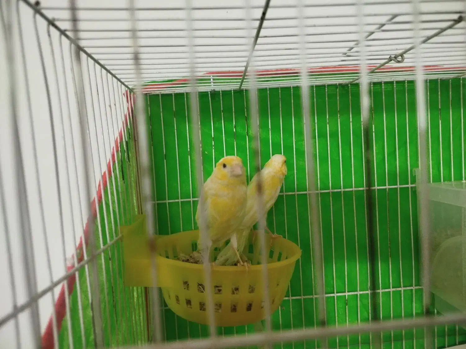 قناری جفت|پرنده|مشهد, شهید قربانی|دیوار