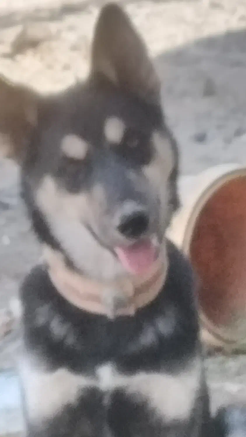 فروش|سگ|کاشمر, |دیوار