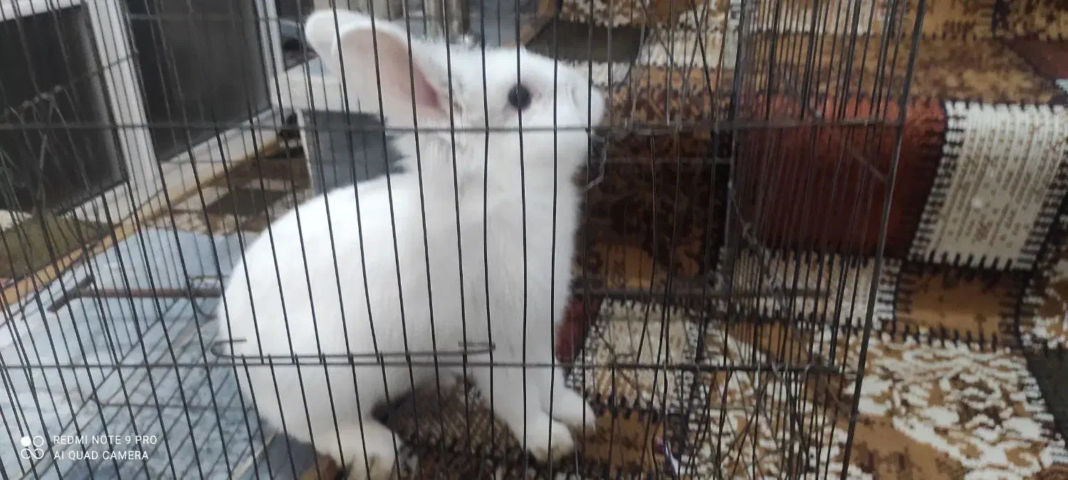 خرگوش|موش و خرگوش|اهر, |دیوار