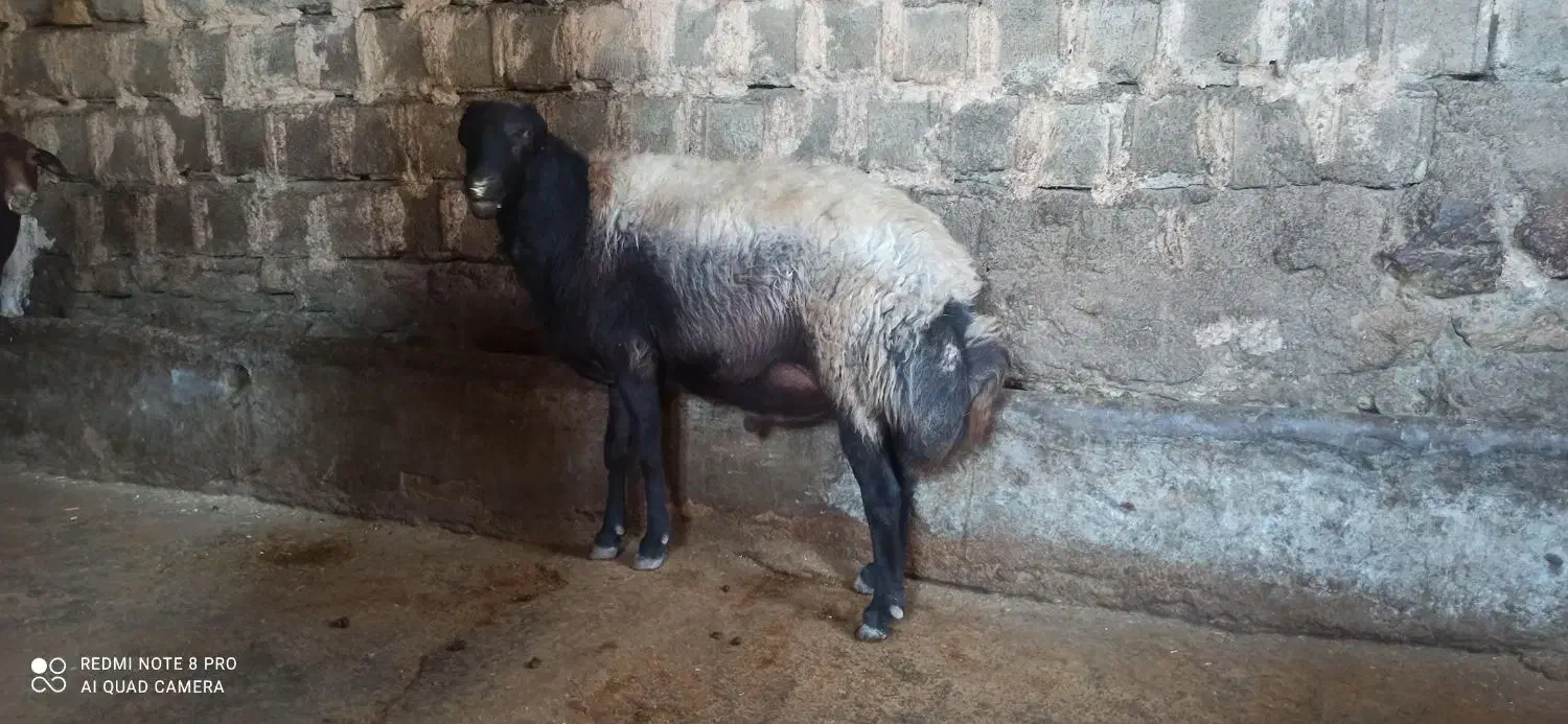 قوچ افشار|حیوانات مزرعه|دینور, |دیوار