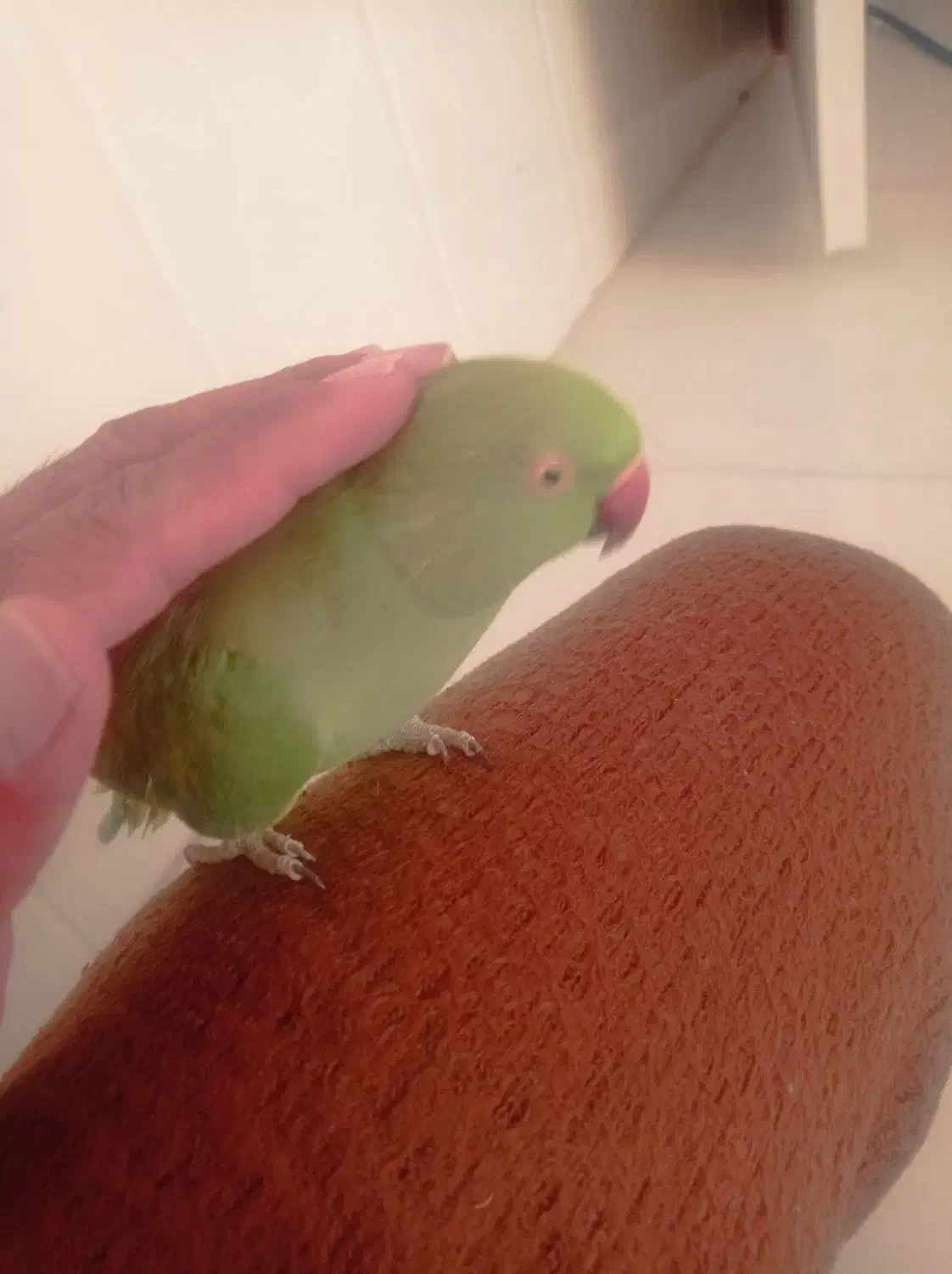 ملنگو سخن گو|پرنده|شهر بابک, |دیوار