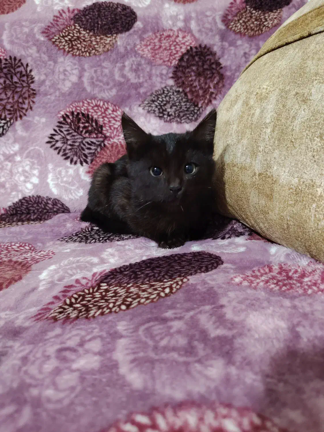 فروش بچه گربه خانگی|گربه|بستان آباد, |دیوار