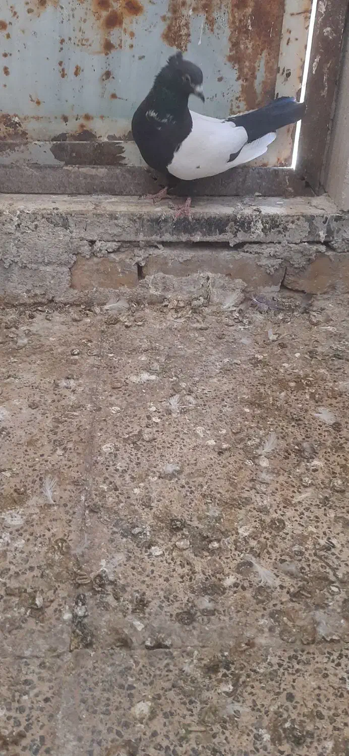 کبوتر سینهای|پرنده|شاهنجرین, |دیوار