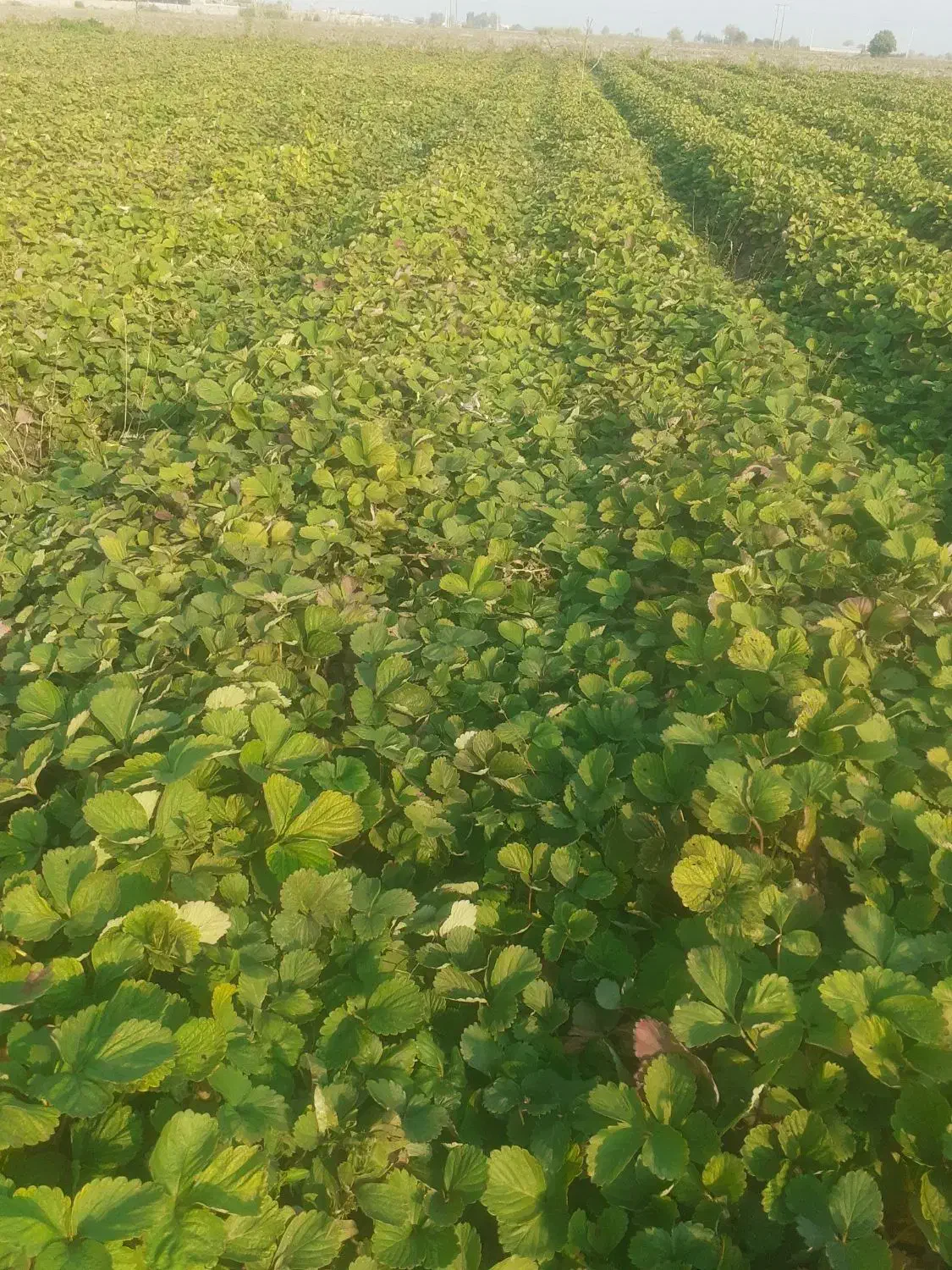 توت فرنگی کاماروس درجه ۱ نی ۸ ملیون|خدمات باغبانی و درختکاری|خان ببین, |دیوار