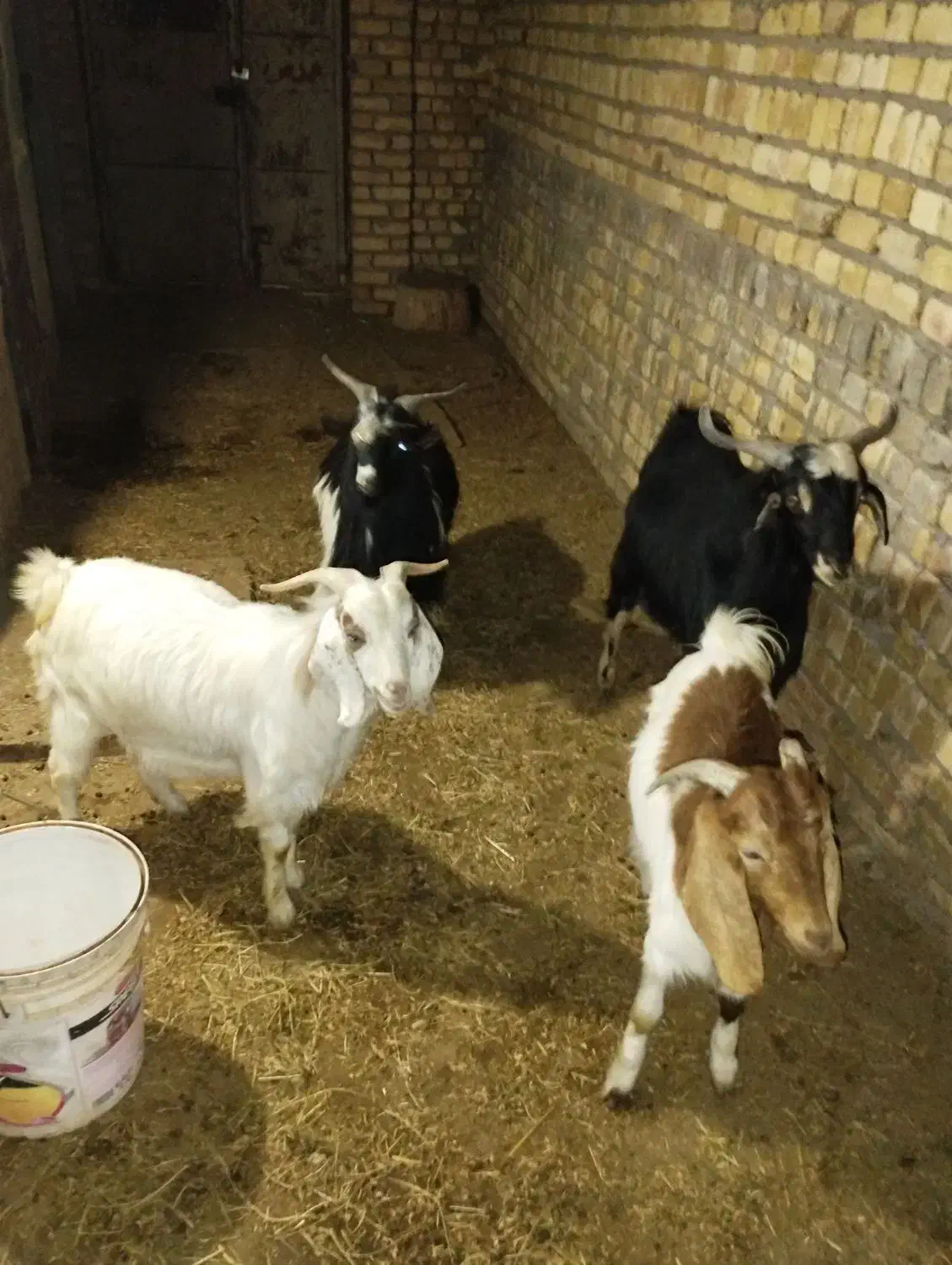 بزغاله نر.|حیوانات مزرعه|شال, |دیوار