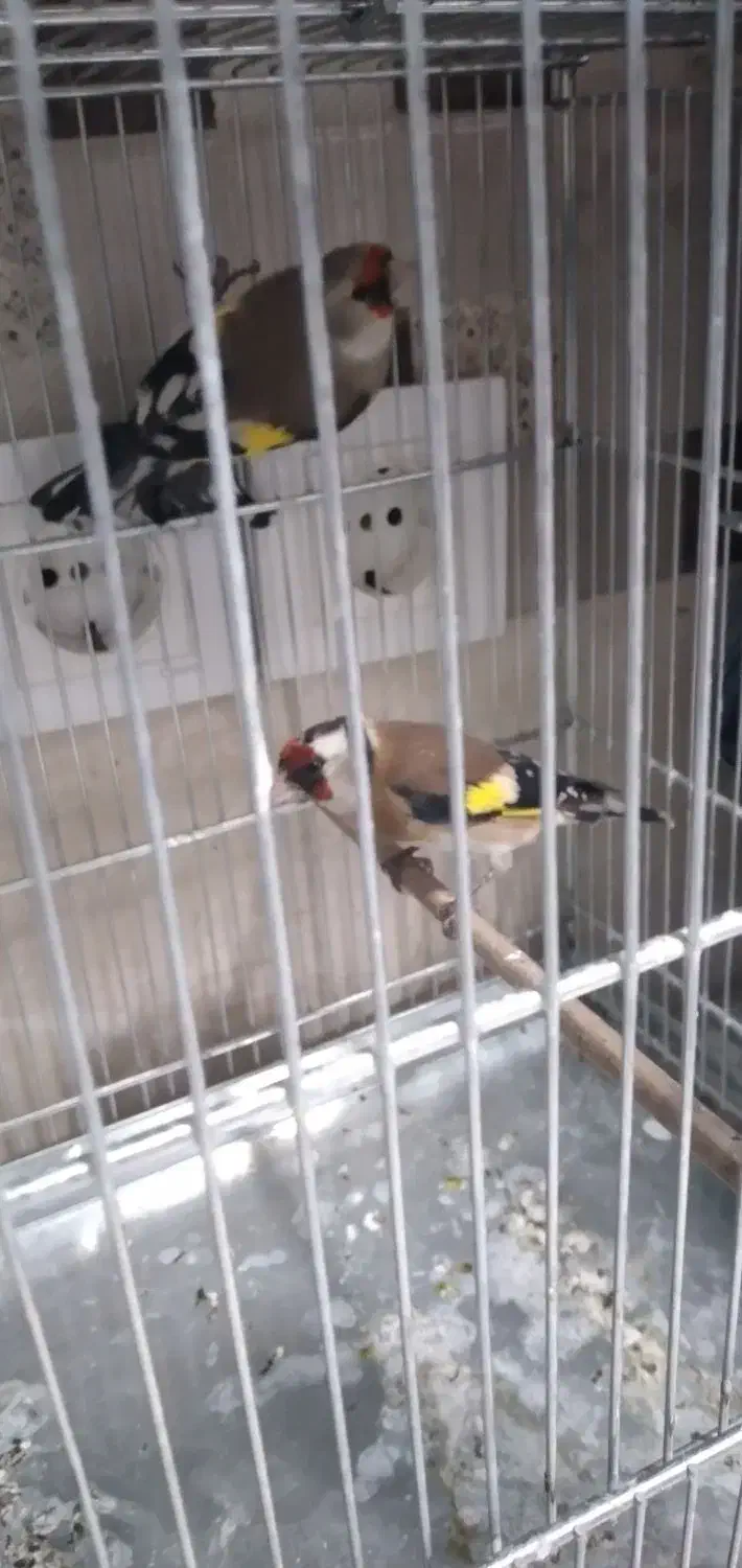 ماده سهره دورگ فیروز کوه همه قواره دار یک ماه قفس|پرنده|تهران, دردشت|دیوار