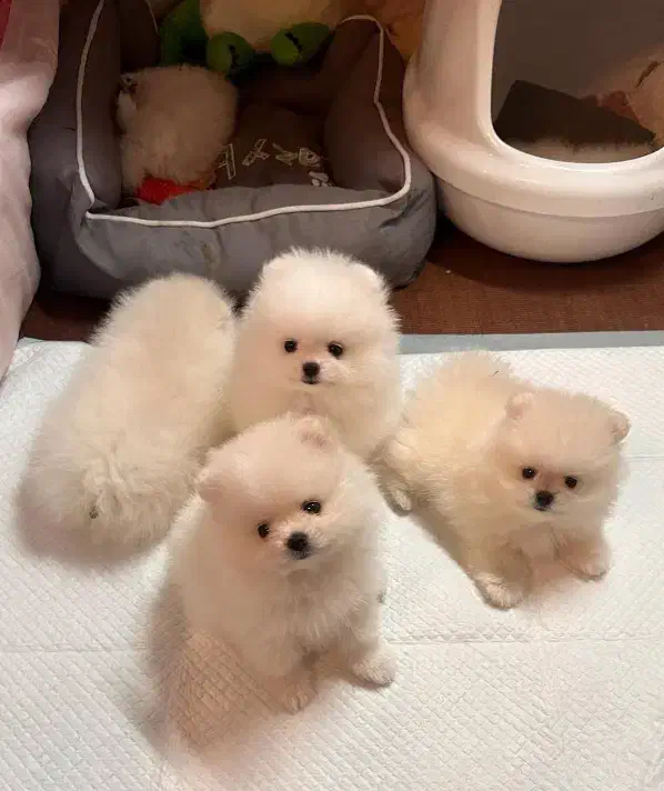 پامرانین سفید|سگ|مشهد, چهارچشمه|دیوار