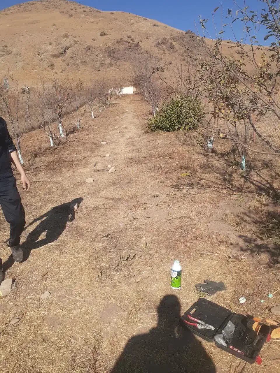 امور باغبانی|خدمات باغبانی و درختکاری|محمدیه-قزوین, |دیوار