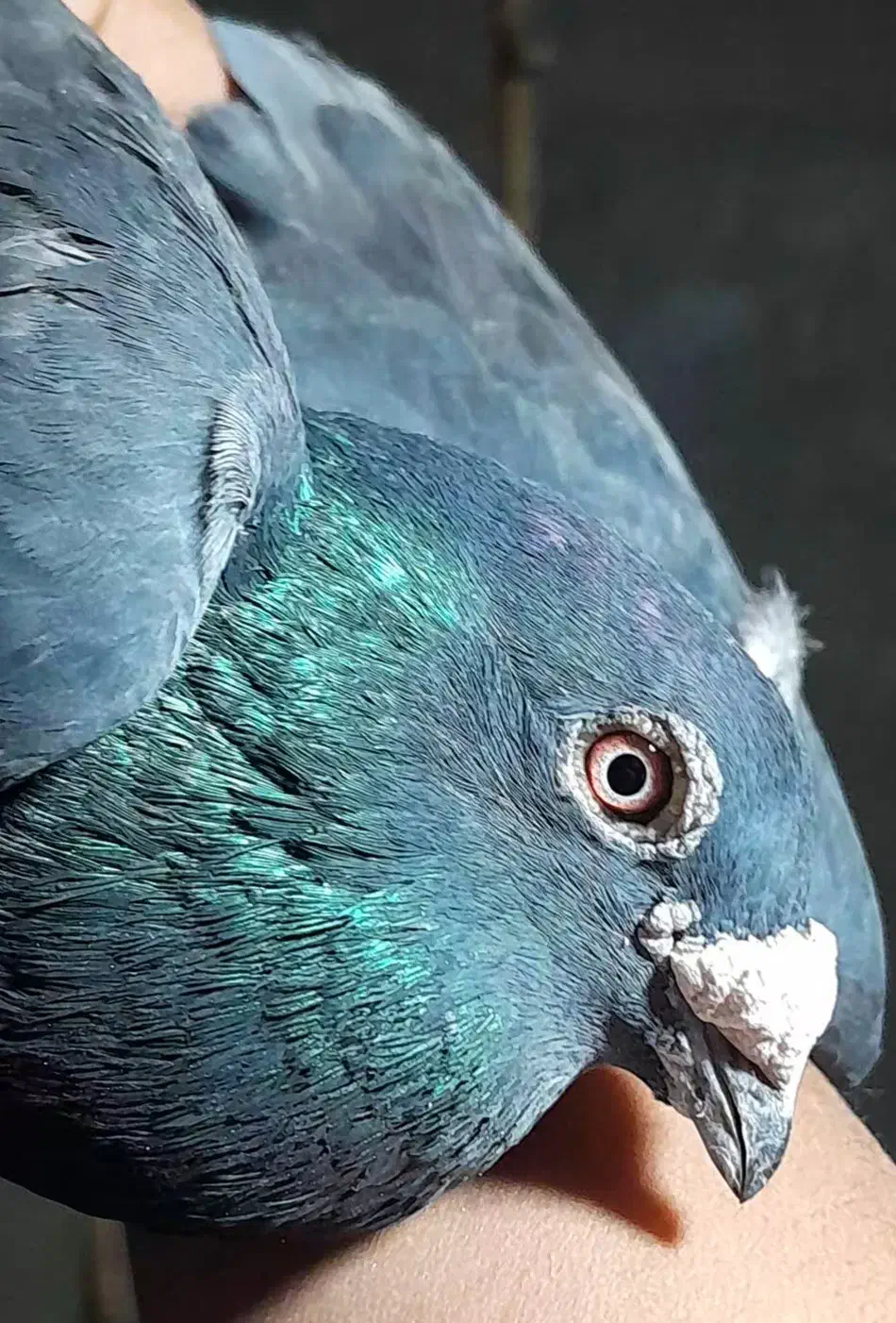 کبوتر زاغ نر دوچشم زات دار|پرنده|زابل, |دیوار