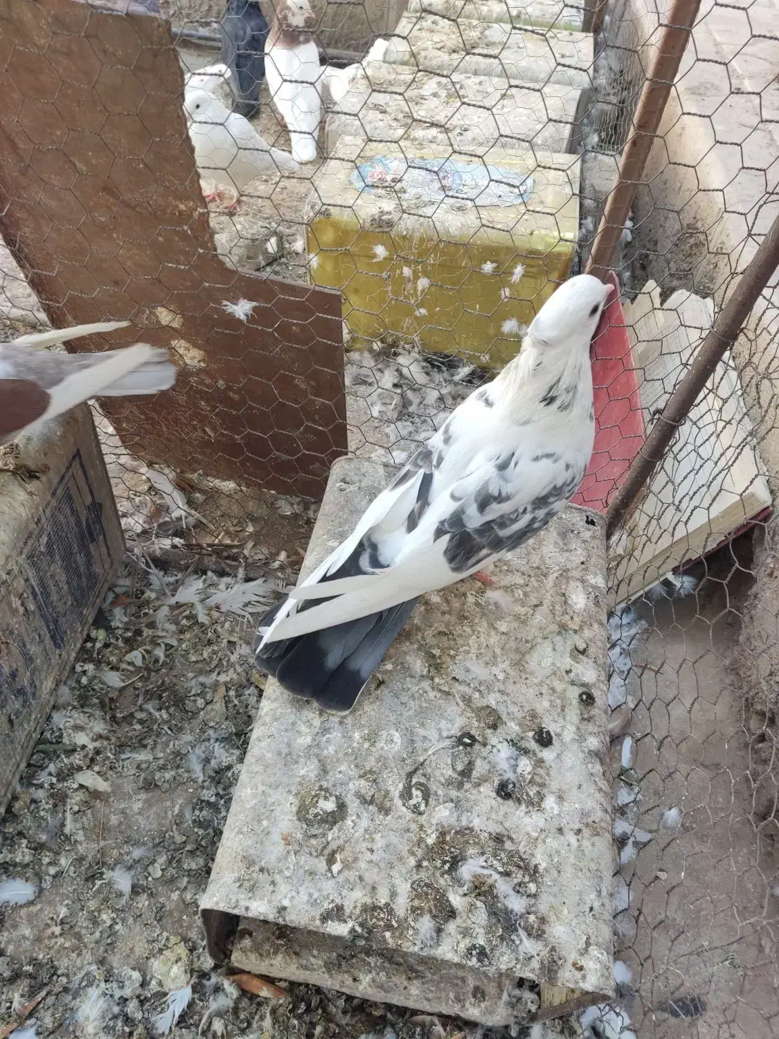 پشتار|پرنده|اردکان, |دیوار