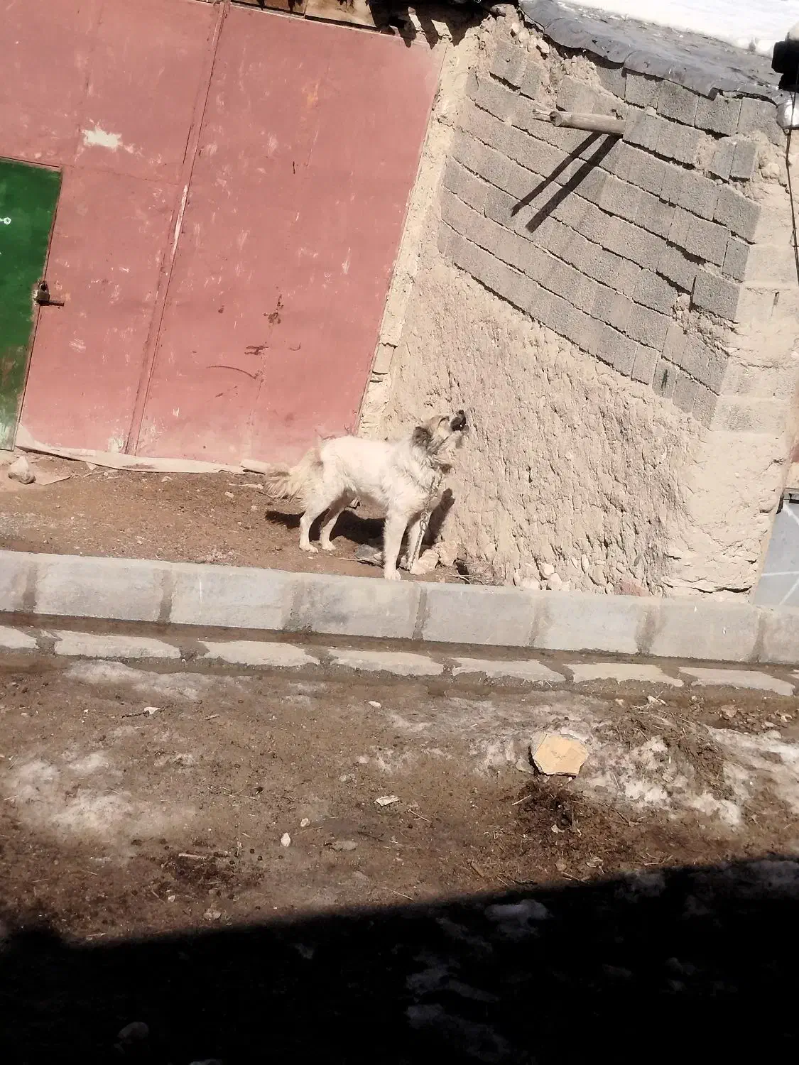 سگ گله ی|سگ|کرفتو, |دیوار