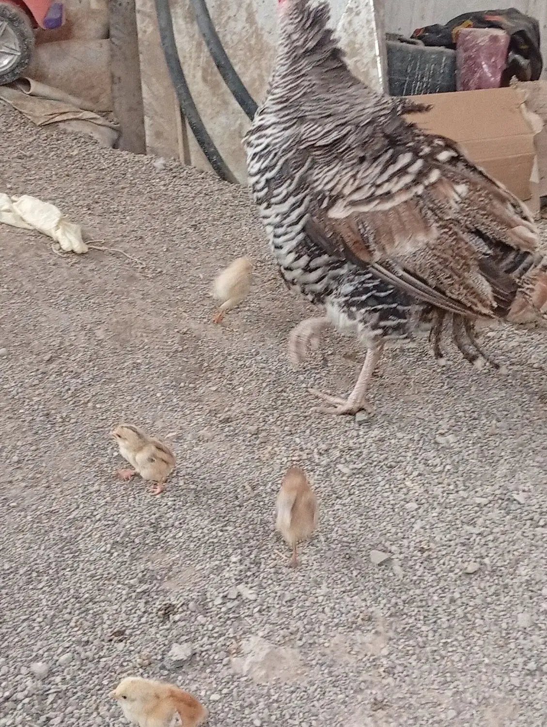 جوجه مرغ|حیوانات مزرعه|زهک, |دیوار