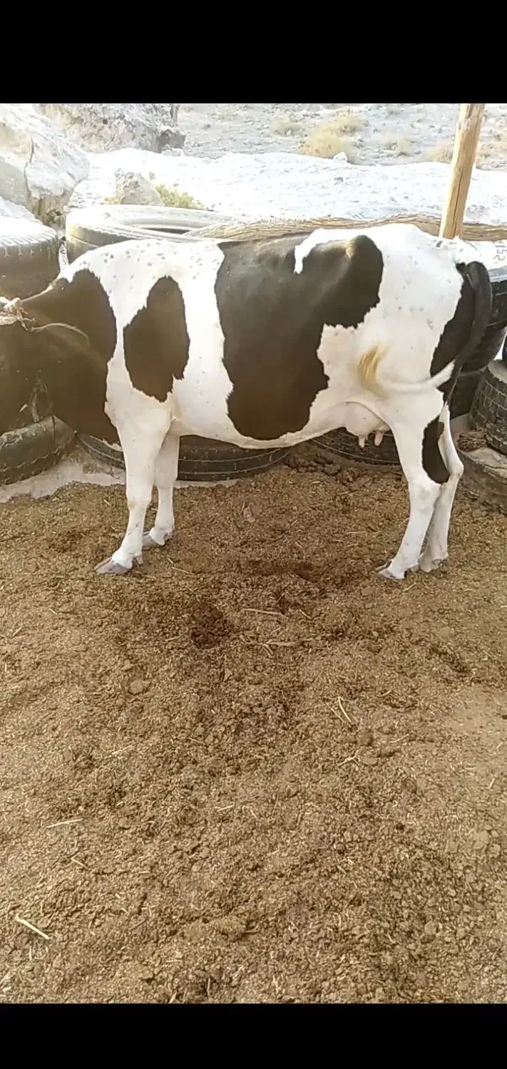 فروش گاو شیری آرام مخصوص در خونه|حیوانات مزرعه|کوخرد هرنگ, |دیوار