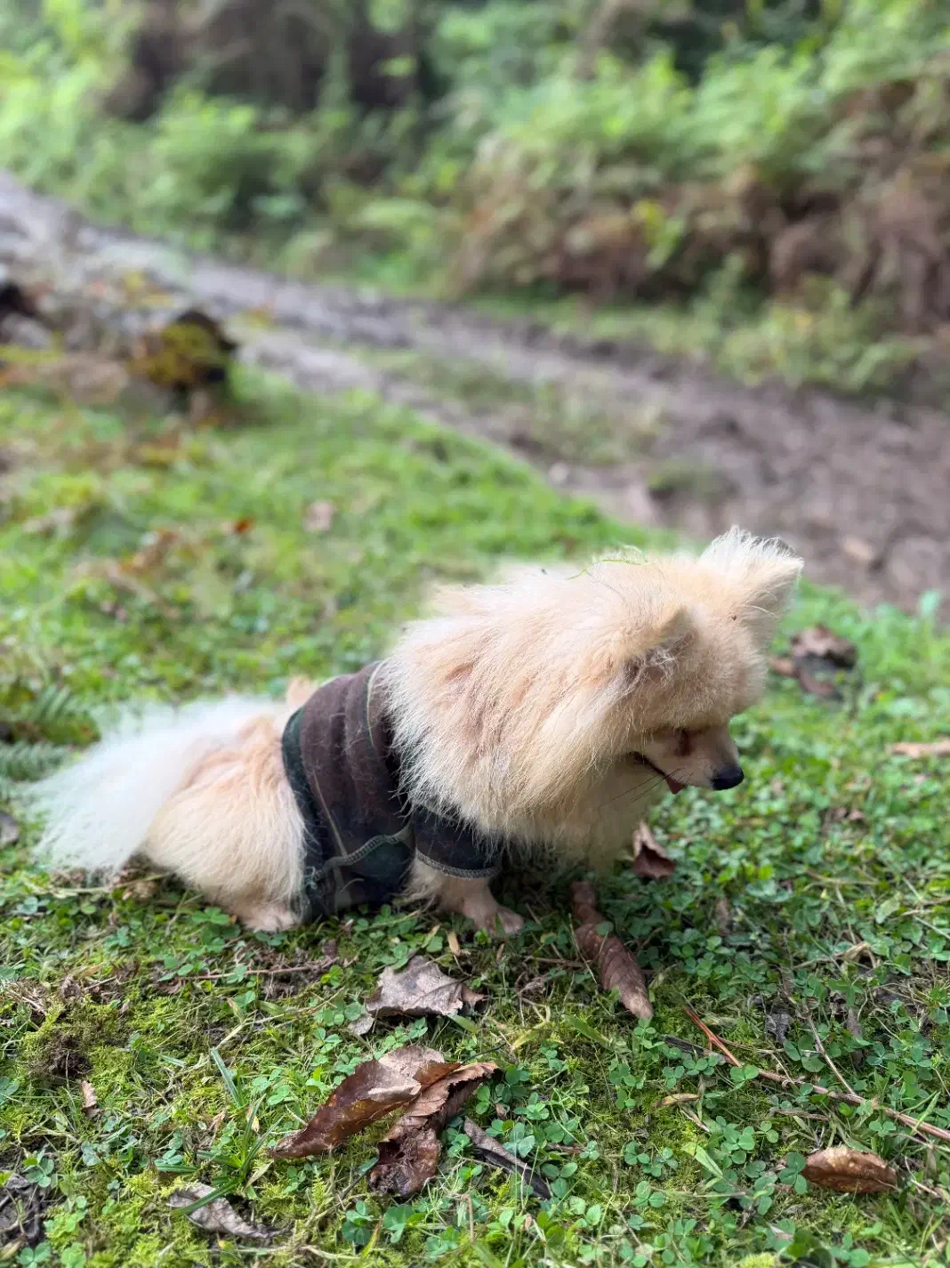 فروش سگ پامرین|سگ|آستارا, |دیوار