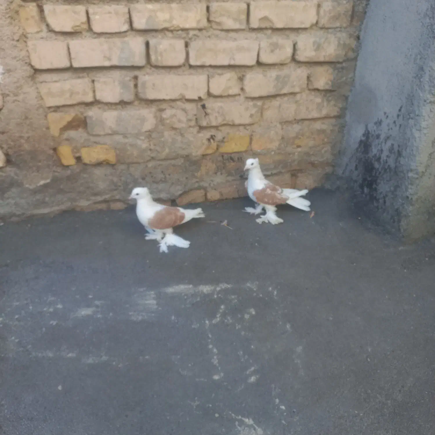 کفتر دوکت|پرنده|داران, |دیوار