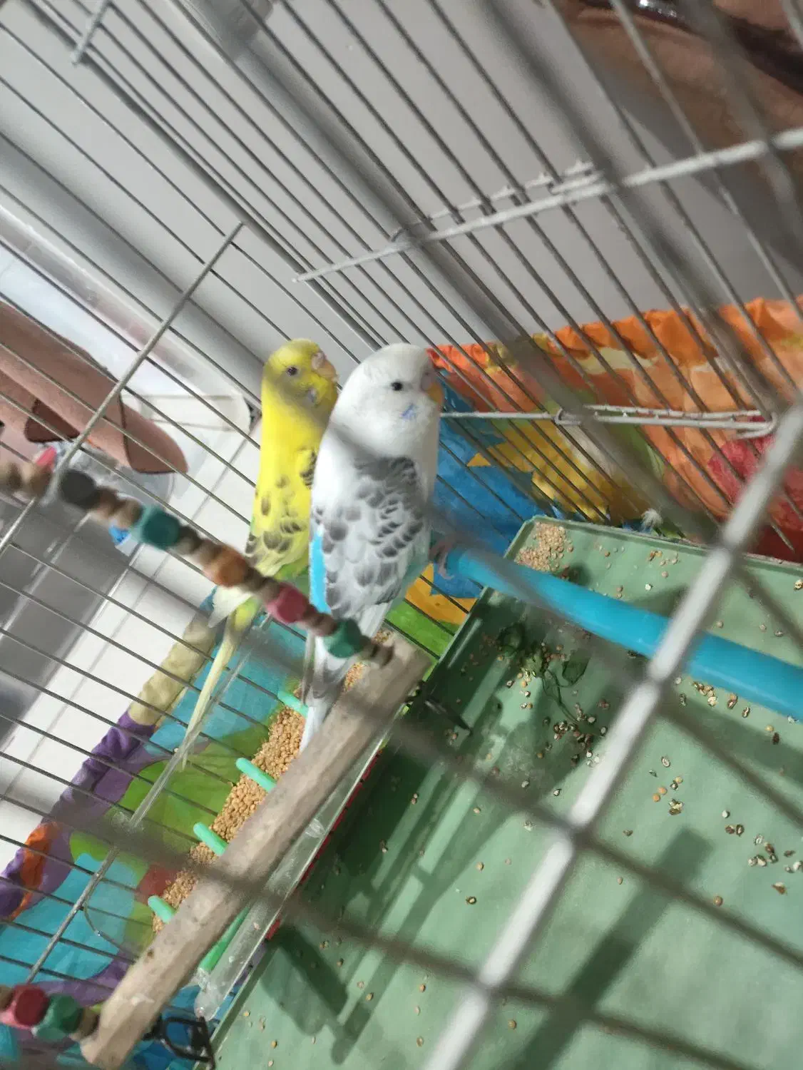 مرغ عشق|پرنده|تهران, حشمتیه|دیوار