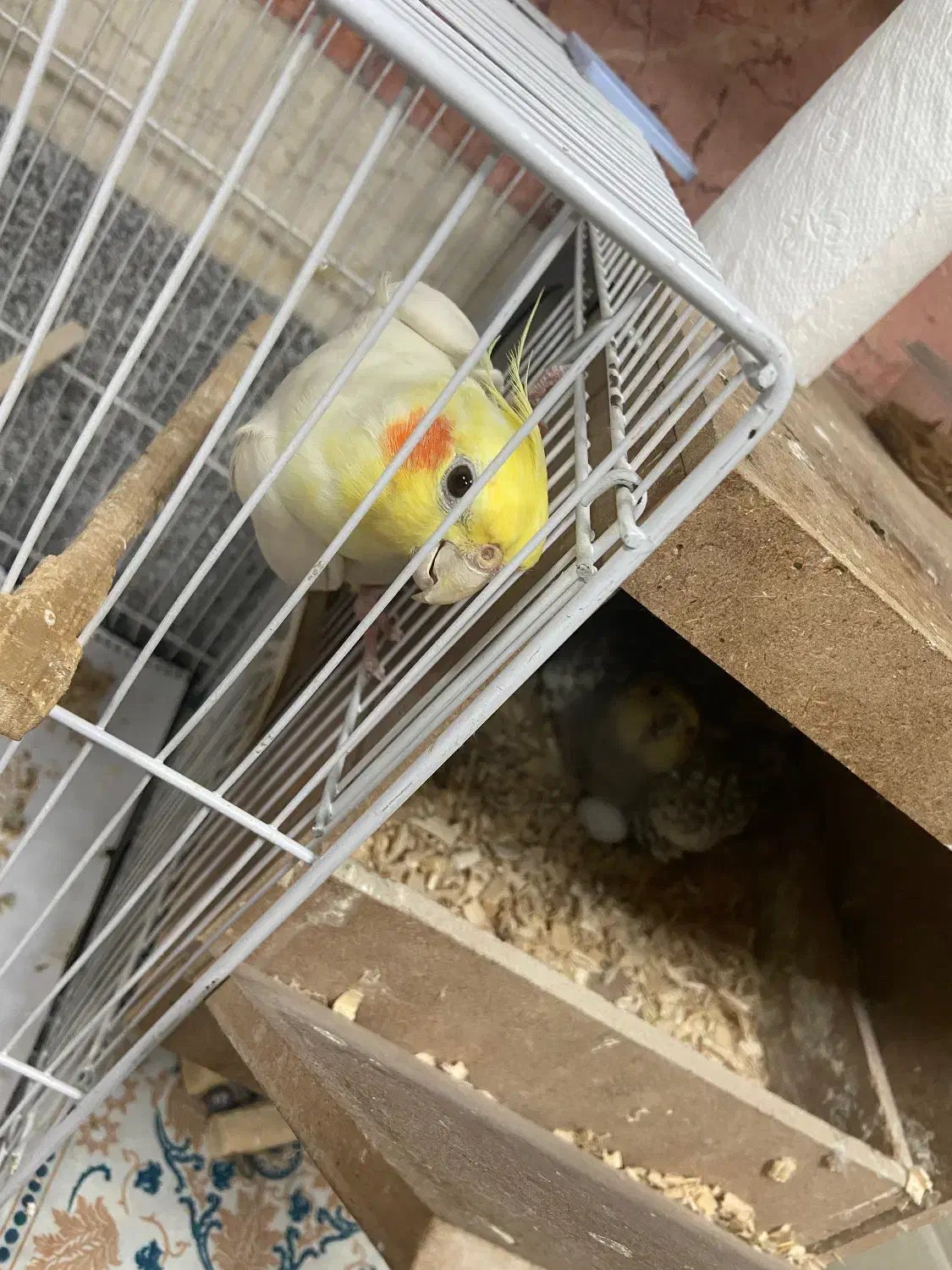 طوطی|پرنده|مشهد, ابوذر|دیوار