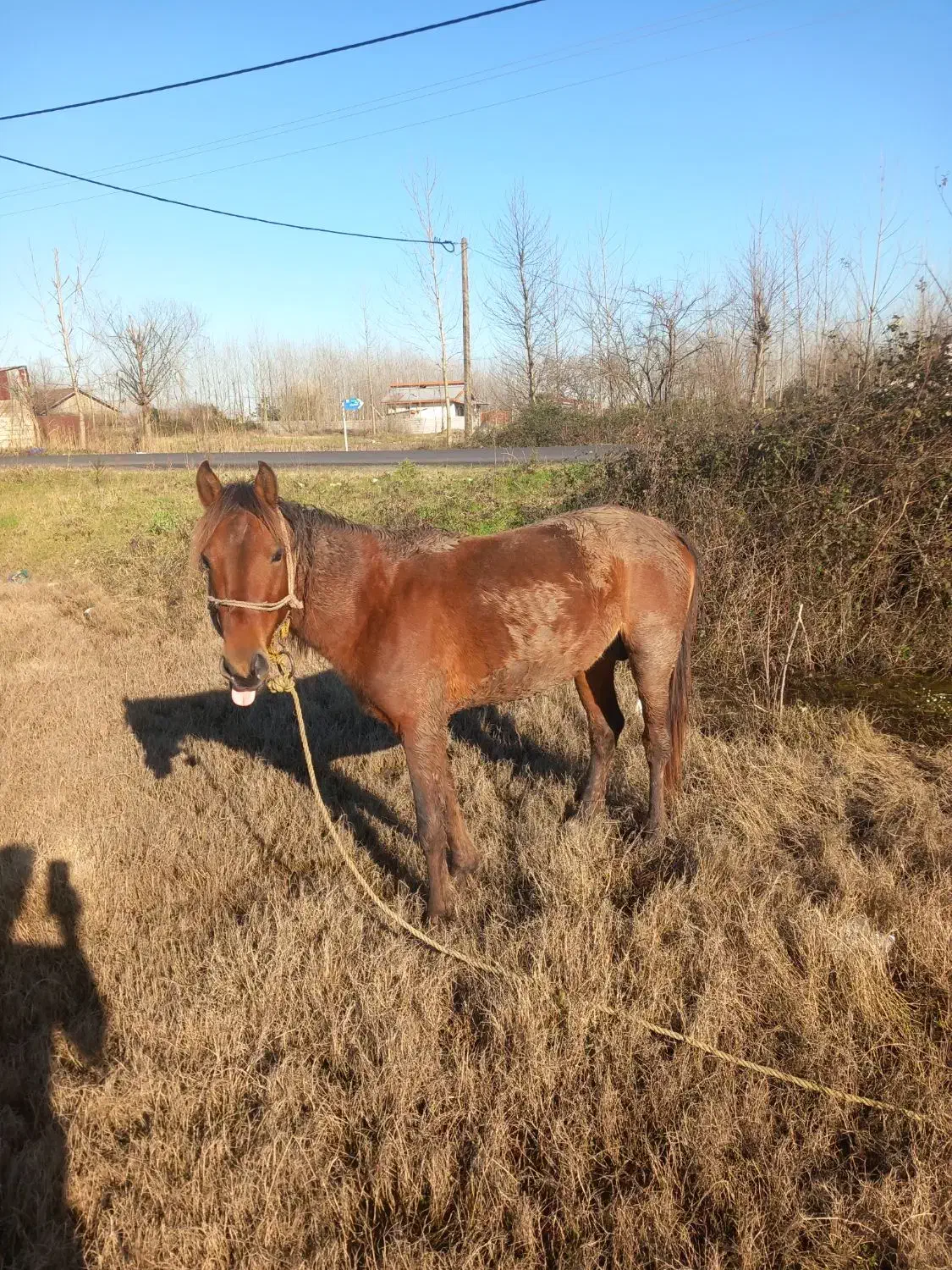 اسب|اسب و تجهیزات اسب‌سواری|کیاشهر, |دیوار