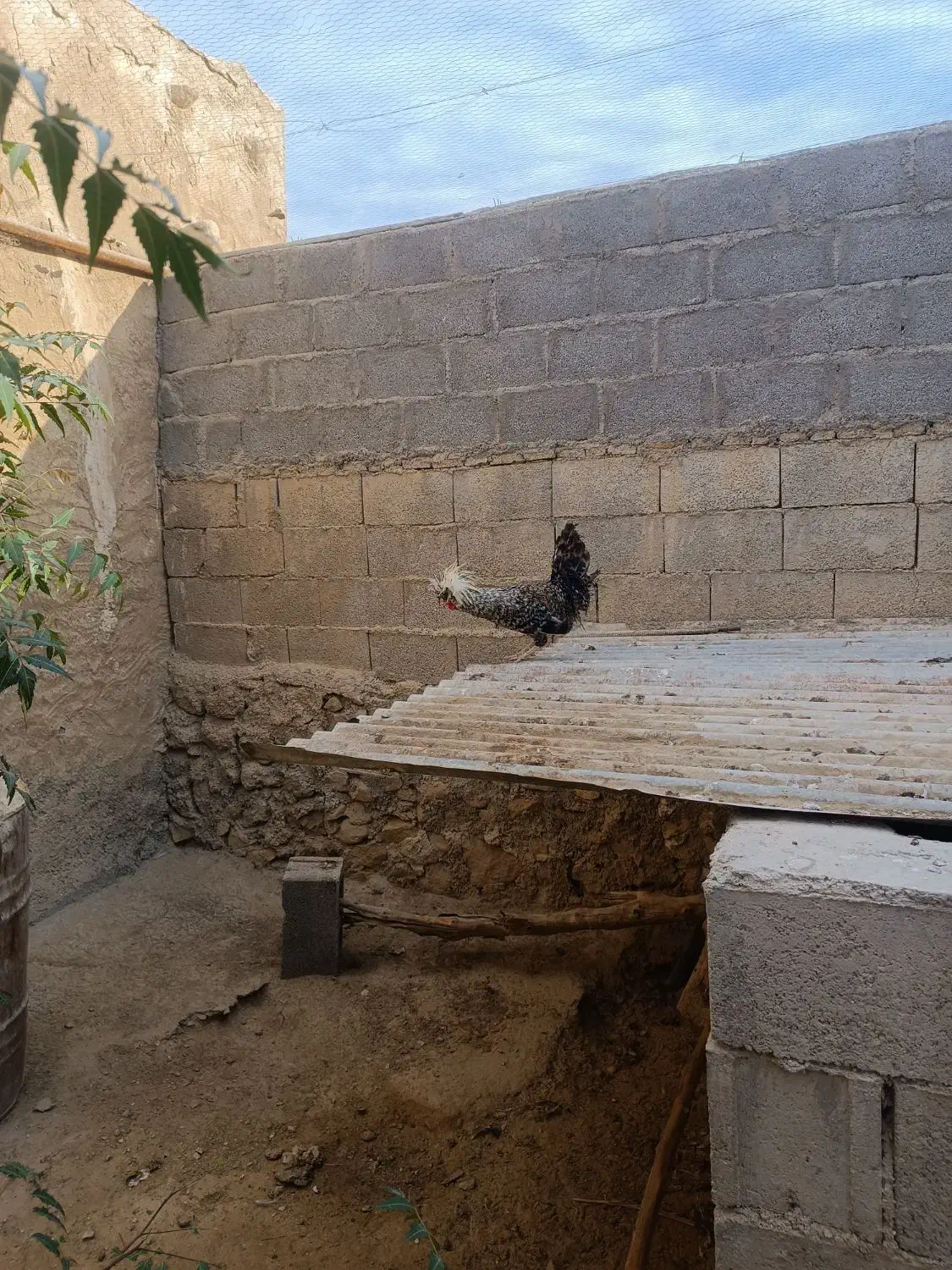 خروس لهستانی|حیوانات مزرعه|خورموج, |دیوار