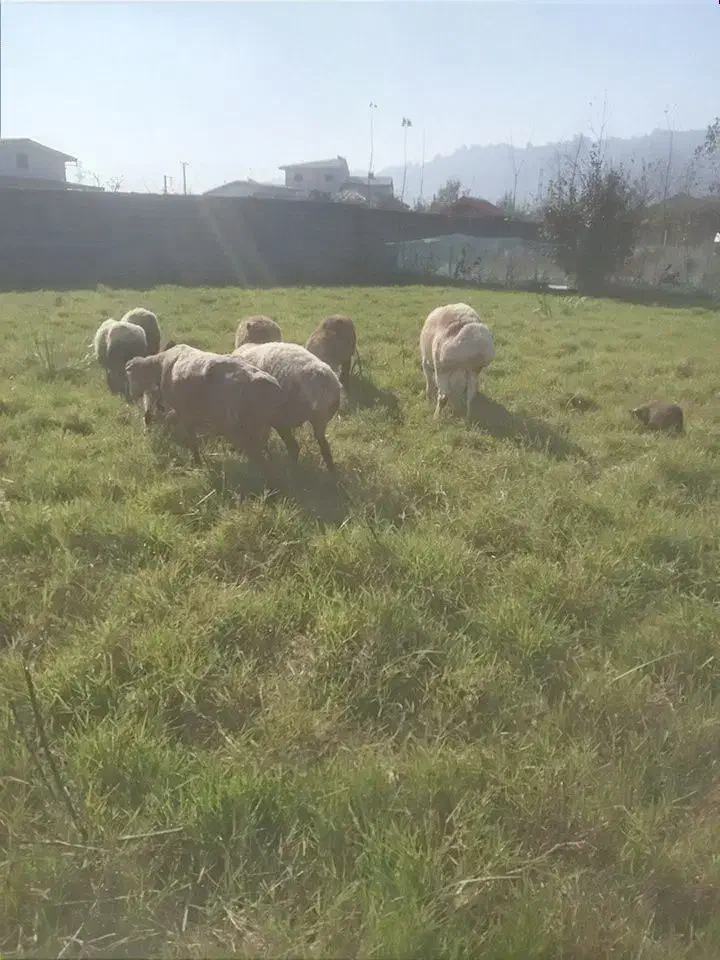 فروش گوسفند رومن رومانف با بره دوقلو وسه قلو|حیوانات مزرعه|کومله, |دیوار