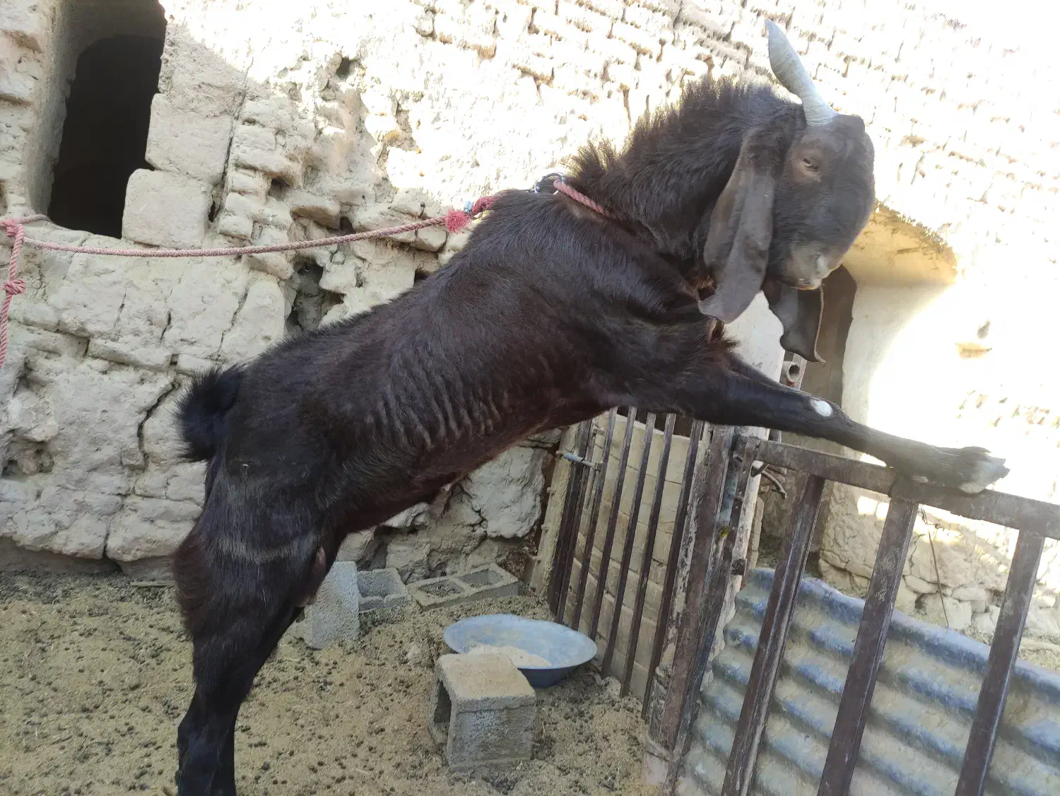 نری آلپاین جوان|حیوانات مزرعه|ماهان, |دیوار