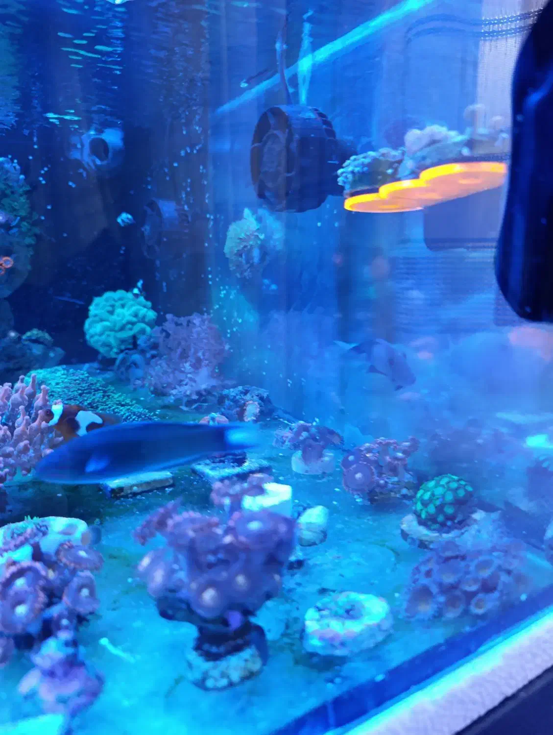 راس سبز ۴ بندی|ماهی|تهران, گلستان (شهرک راه آهن)|دیوار