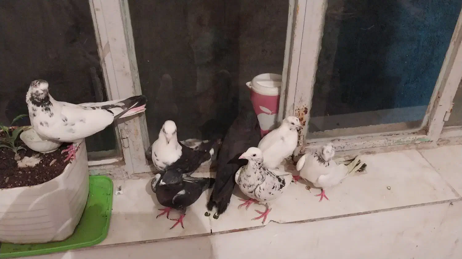 هفت تا کفتر درشت و زیبا|پرنده|قروه, |دیوار