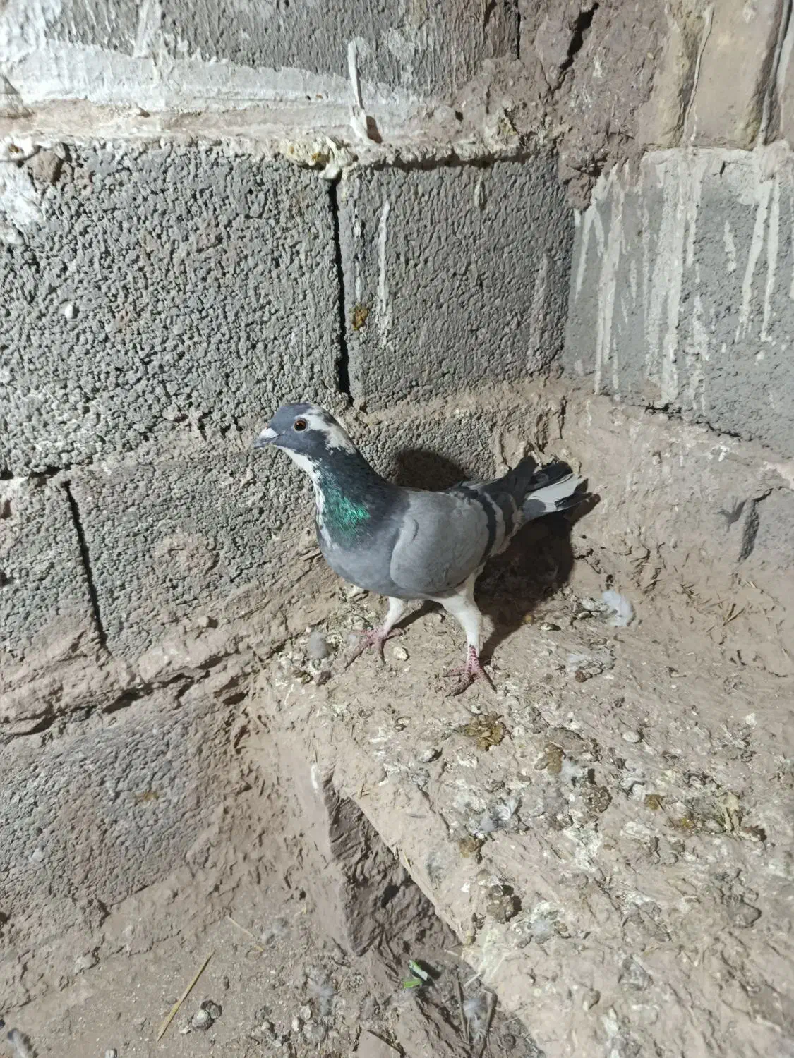 کبوتر|پرنده|سبزوار, باهنر|دیوار