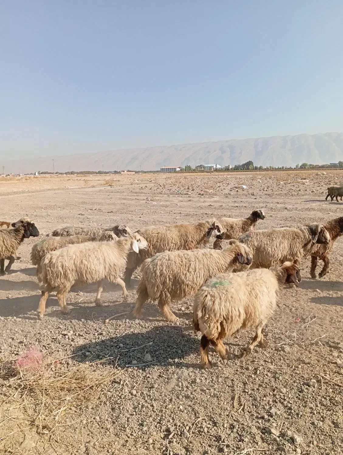 گوسفند داشتی|حیوانات مزرعه|کوار, |دیوار