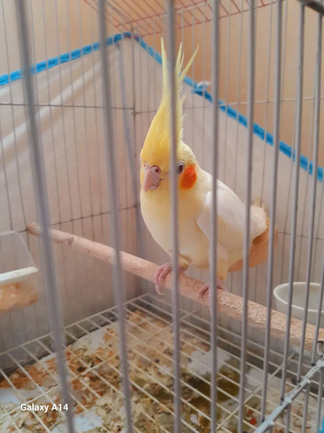 عروس هلندی|پرنده|فومن, |دیوار