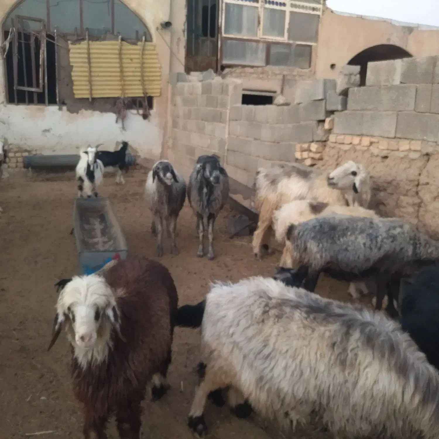 فروش ،کهره ،میش داشتی ،قوچ ،بز وغیره|حیوانات مزرعه|شهرضا, |دیوار