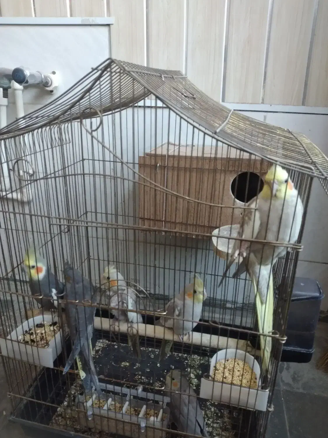 عروس هلندی مولد|پرنده|اردبیل, |دیوار