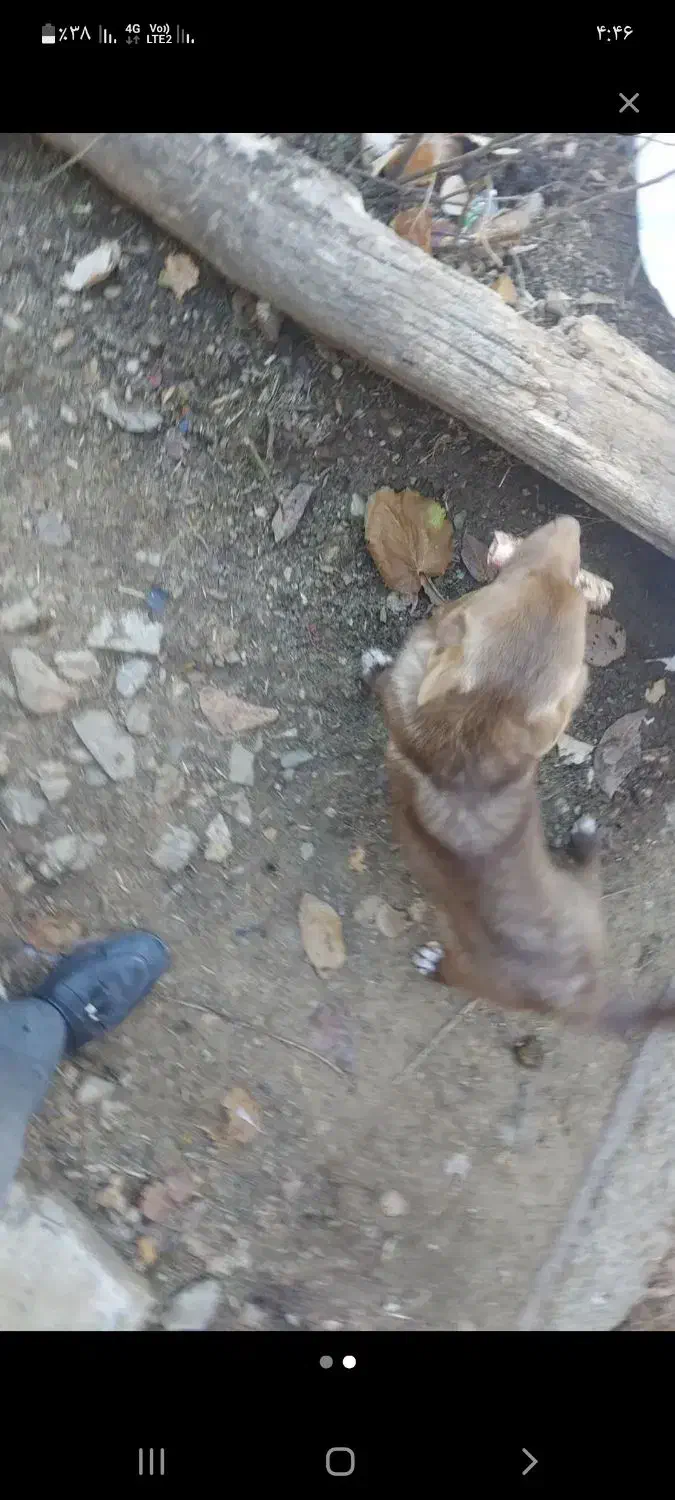 سگ خانگی|سگ|مریوان, |دیوار