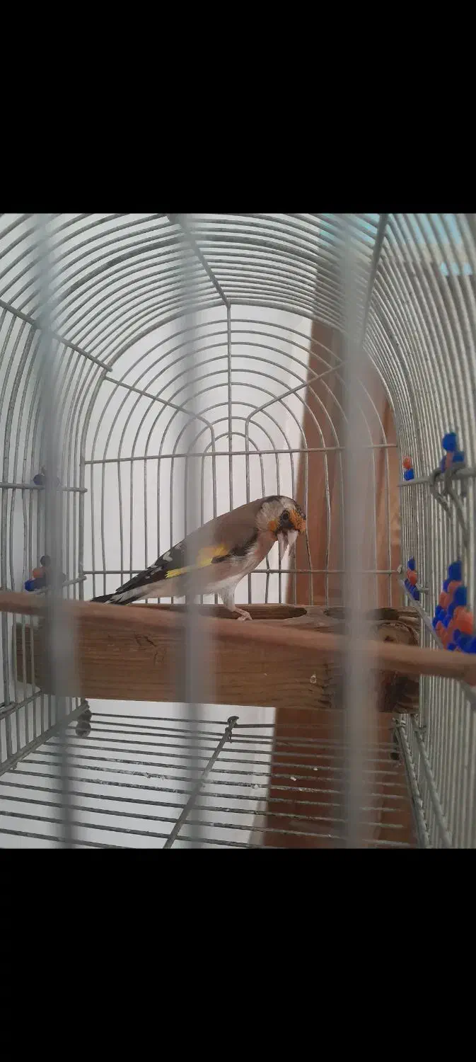 فروش یامعاوضه سهره دورگ|پرنده|شیراز, تاچارا|دیوار