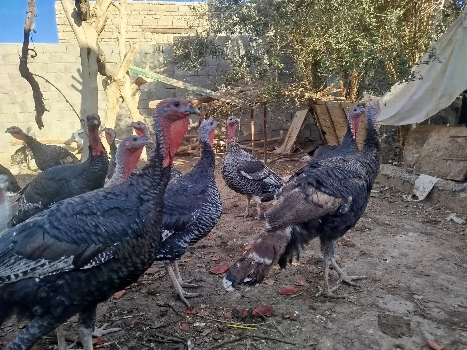 بوقلمون نروماده|حیوانات مزرعه|زهک, |دیوار