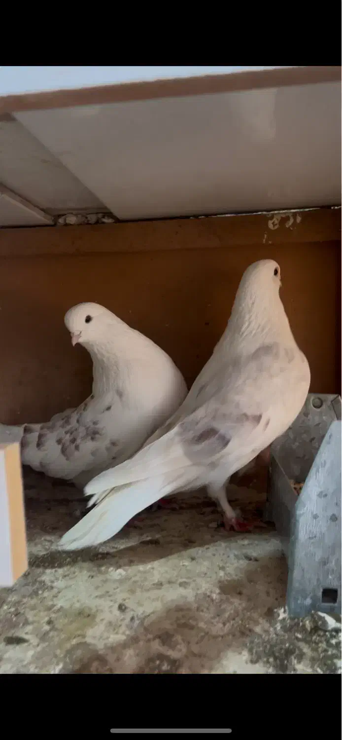 کبوتر پشت هوما|پرنده|قزوین, |دیوار