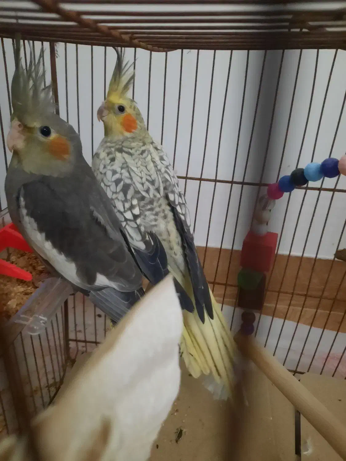 عروس هلندی|پرنده|رودسر, |دیوار