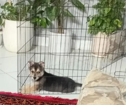 سگ هاسکی|سگ|گلبهار, شهر جدید گلبهار|دیوار