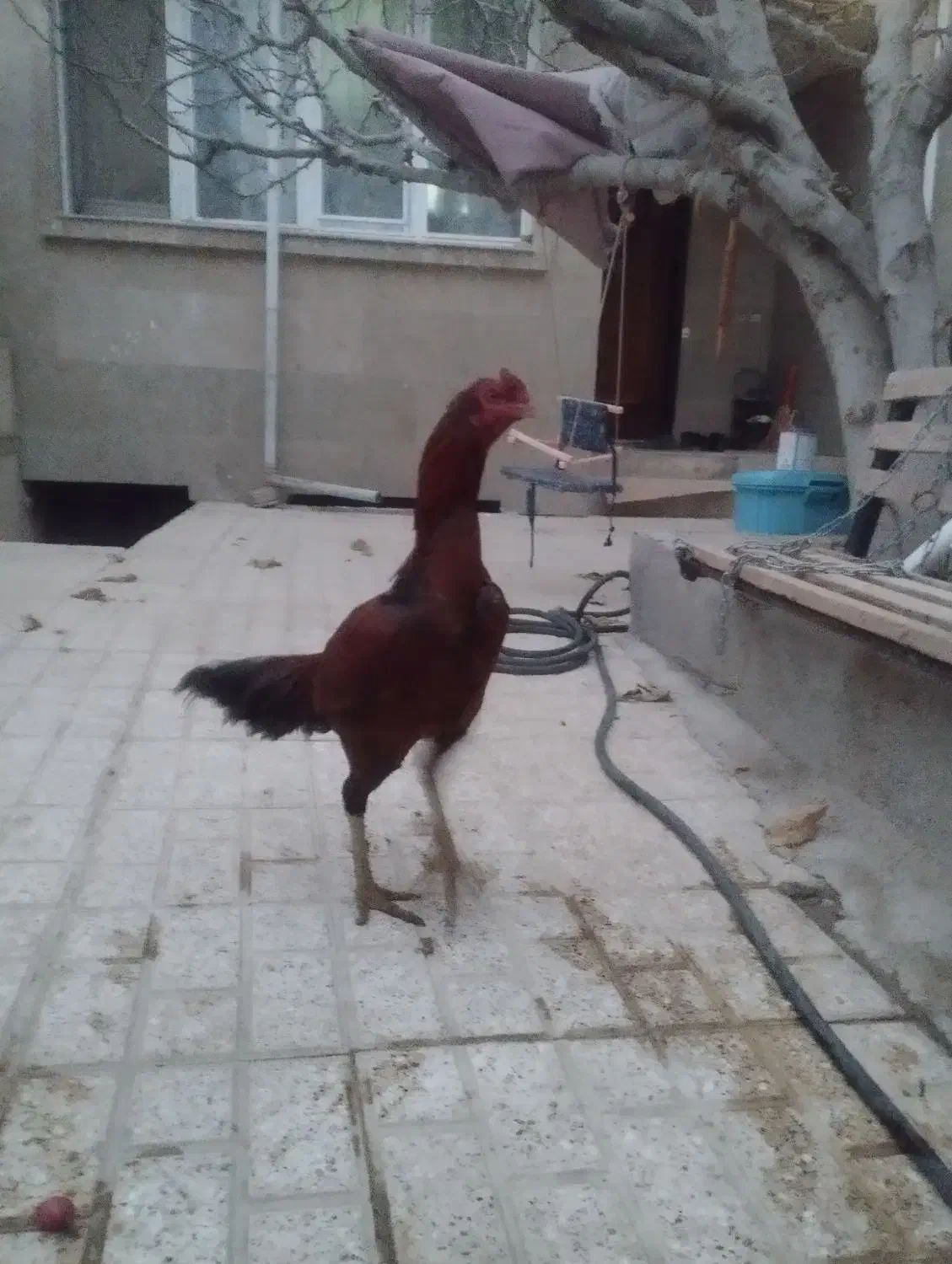 فروش مرغ و خروس لاری اصیل|حیوانات مزرعه|بجنورد, |دیوار