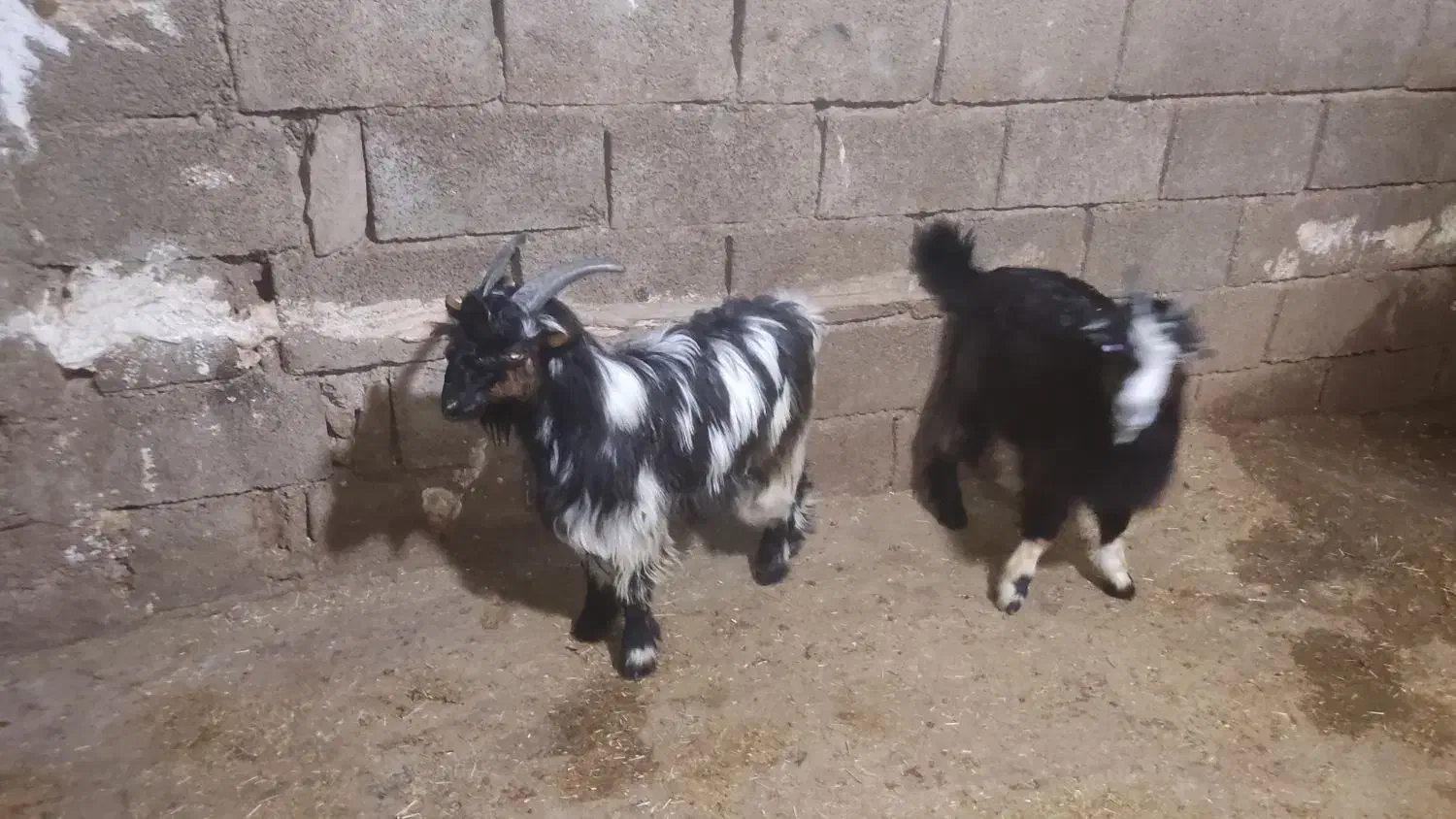 بیگ نر|حیوانات مزرعه|مسجد سلیمان, |دیوار