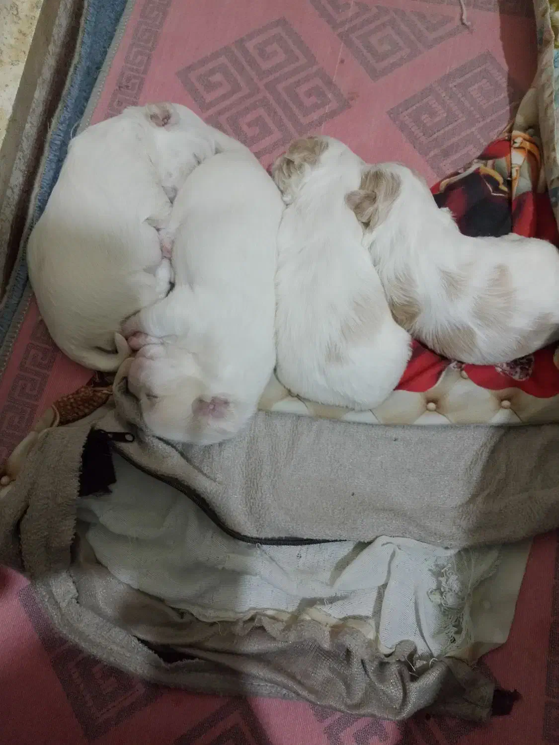 وارد سلام برادران عزیز ۴ تا سگ واگذار دارم پشمالو|سگ|بندر امام خمینی, |دیوار