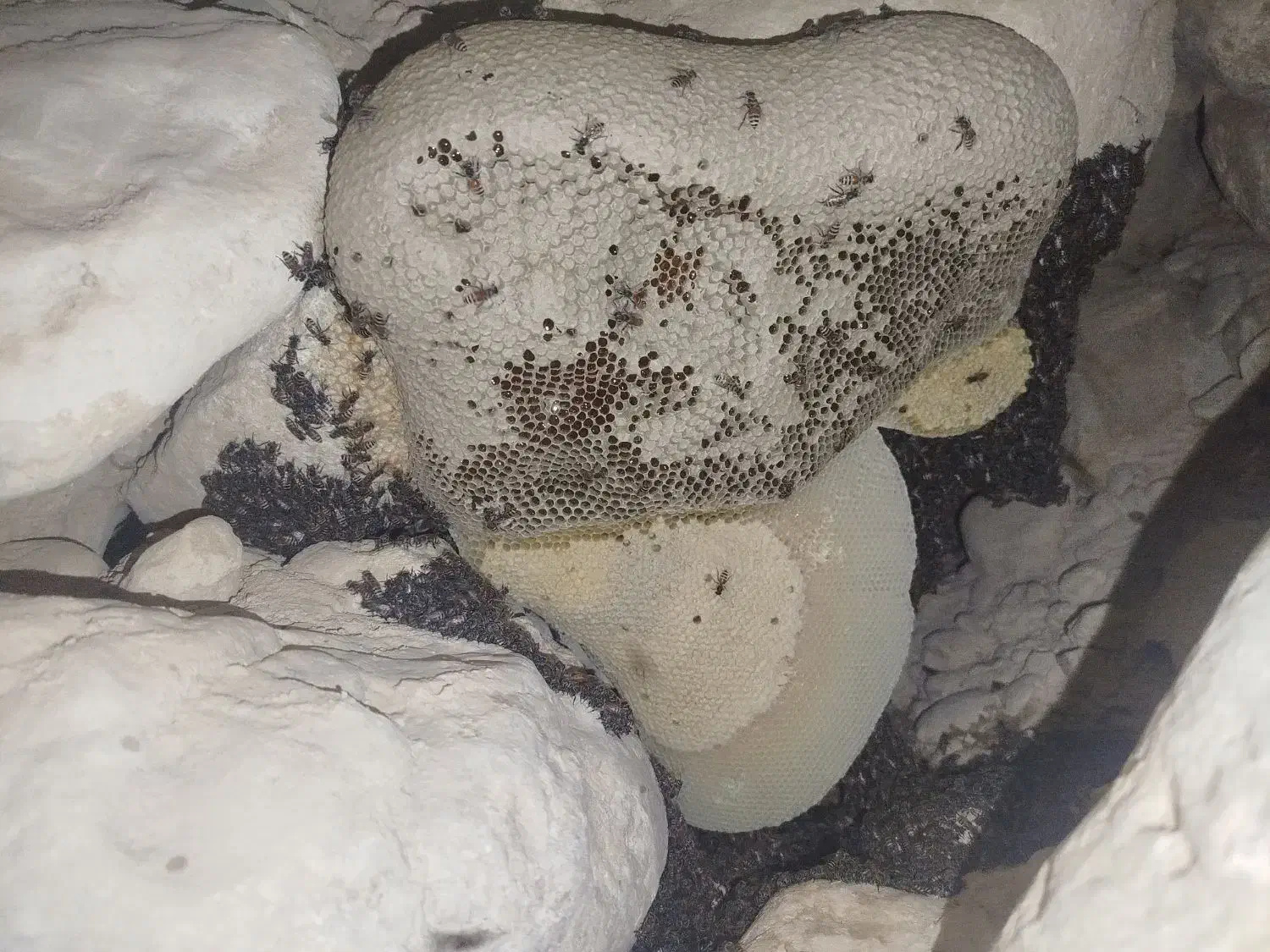 عسل وحشی لامرد|خوردنی و آشامیدنی|بیرم, |دیوار