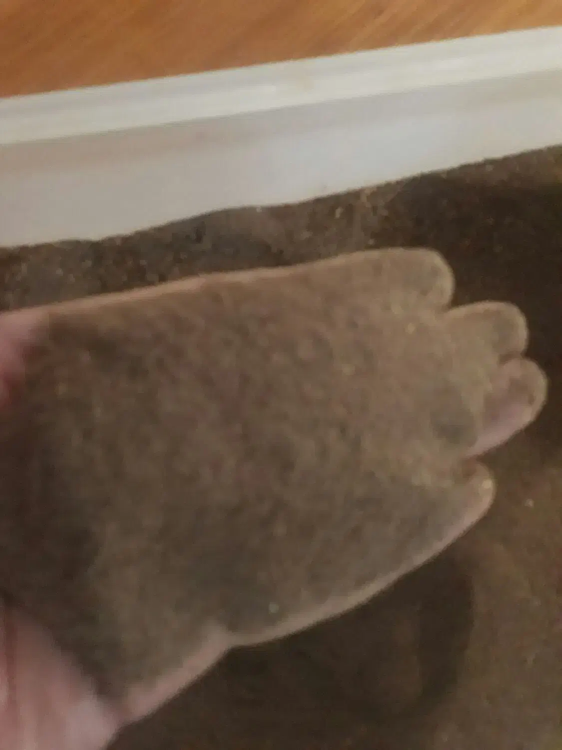 کود میلورم|گل و گیاه طبیعی|رویان, |دیوار