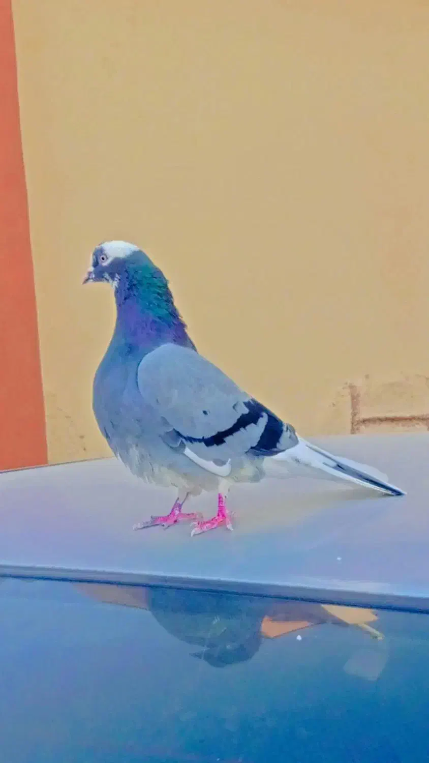 زاغ کرمانی  و تهرونی|پرنده|مشهد, شهرک مهرگان|دیوار