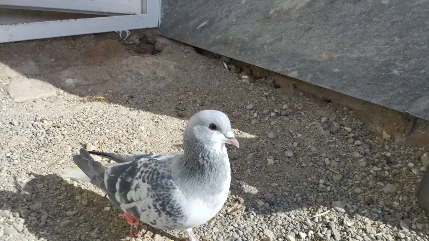 کفتر|پرنده|قزوین, |دیوار