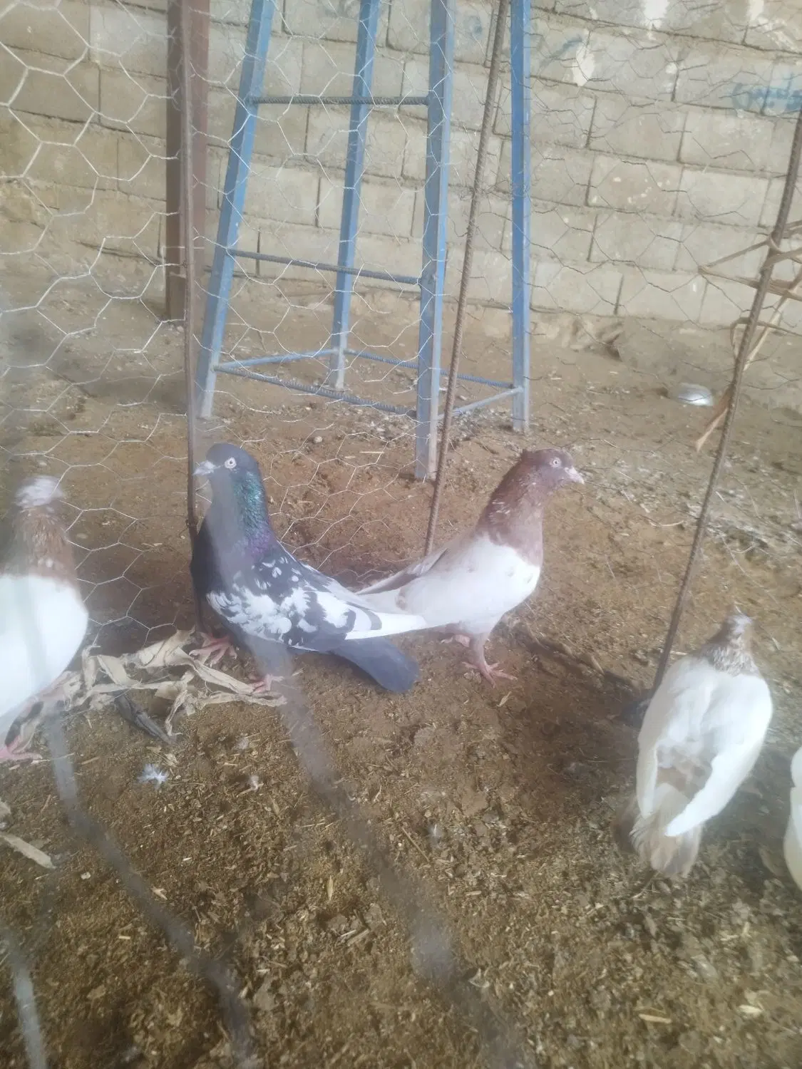 سینه ای|پرنده|دره شهر, |دیوار