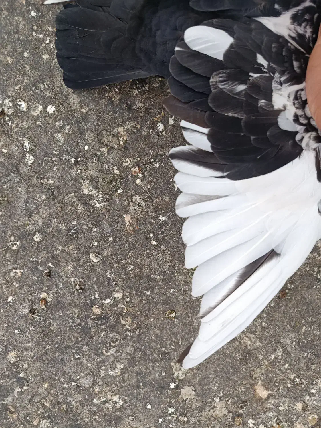 کفتر دورنگ|پرنده|الوند, |دیوار