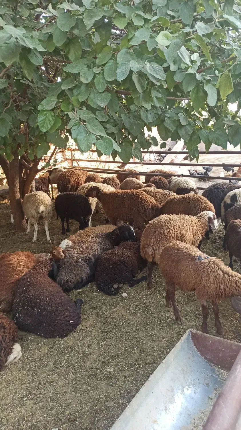 فراورده گوشتی گوسفند بز غاله زنده پروش ییلاقی|حیوانات مزرعه|لواسان, |دیوار