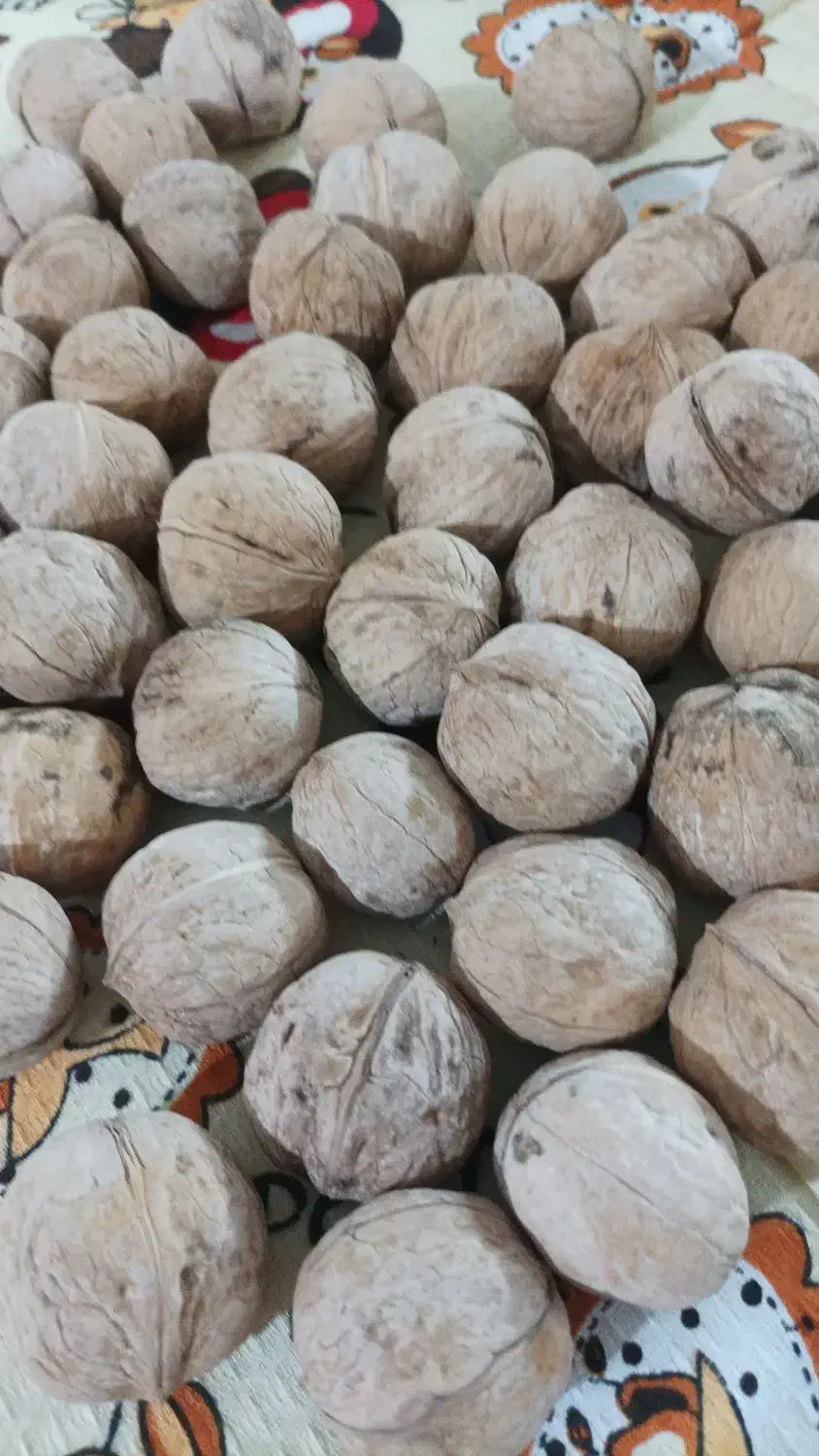 گردو و بادام خوب و خوش طعم|خوردنی و آشامیدنی|شیراز, پشم شیشه|دیوار