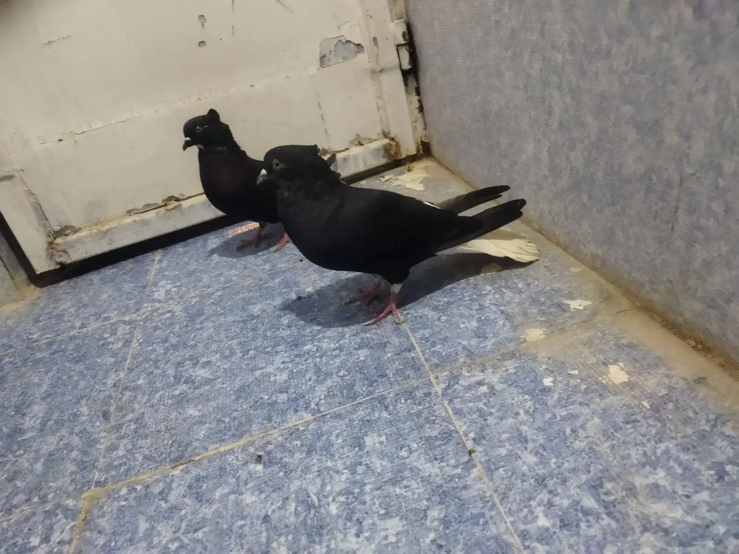 یجفت اشعال نروماده ۱۴پردم|پرنده|مسجد سلیمان, |دیوار